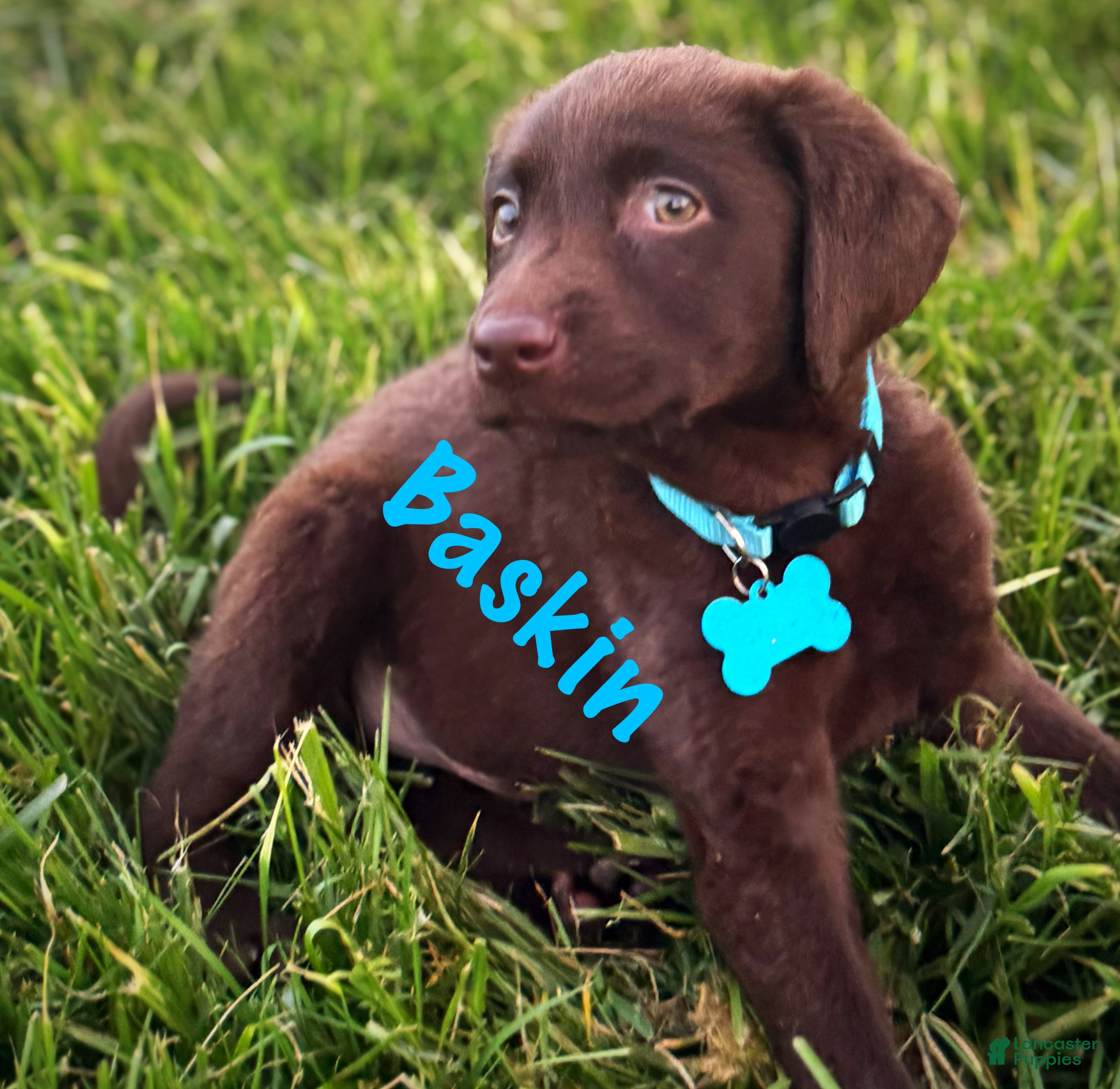 Labrador Retriever dogs Labrador Retriever Puppy 1 - Ad 2