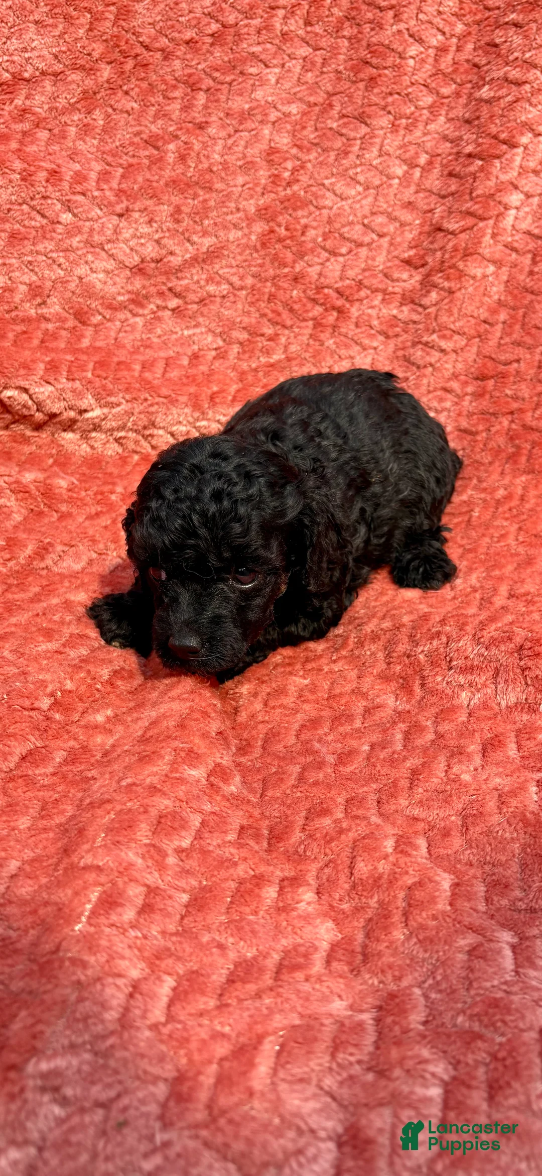 Mixed Breed dogs for sale: Akc mini poodle Breed 2 - Ad 1