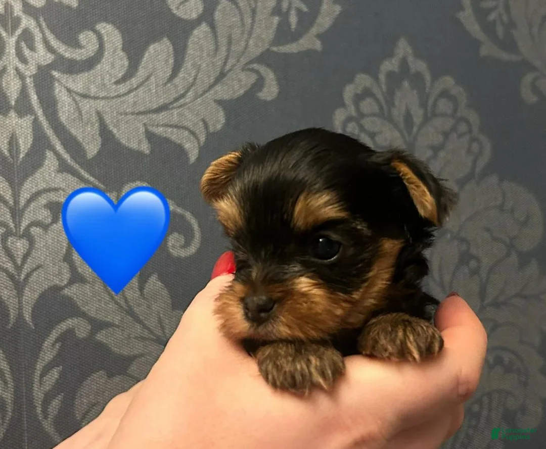 Yorkshire Terrier dogs for sale: Sara - Ad 4
