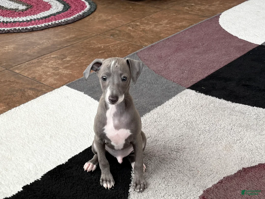Italian Greyhound dogs for sale: Larry - Ad 13