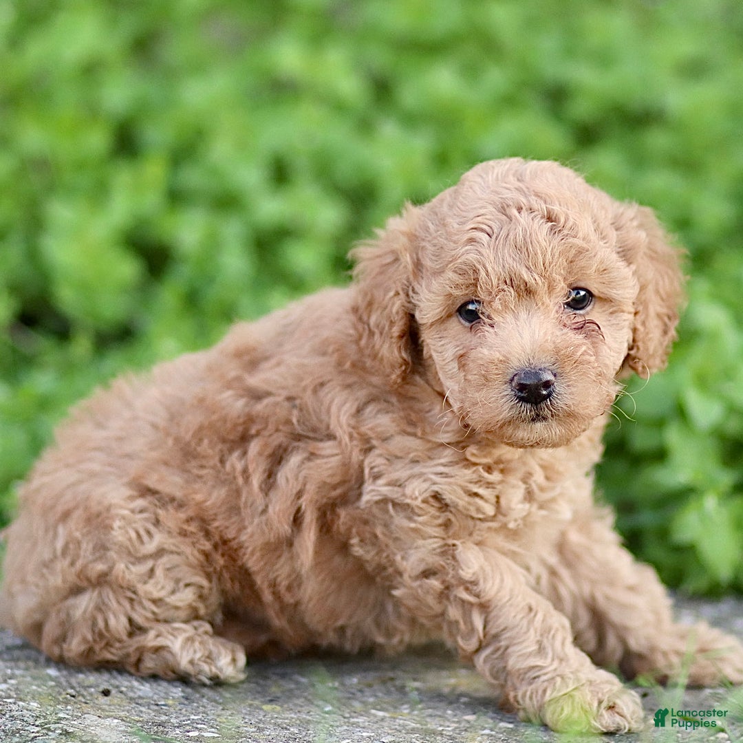 Toy Poodle dogs for sale: Baxter - Ad 9