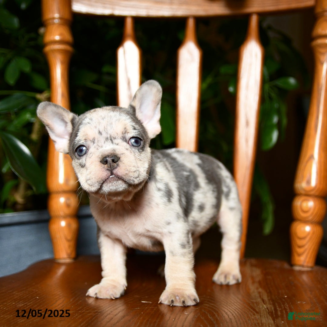 French Bulldog dogs for sale: Buddy - Ad 2