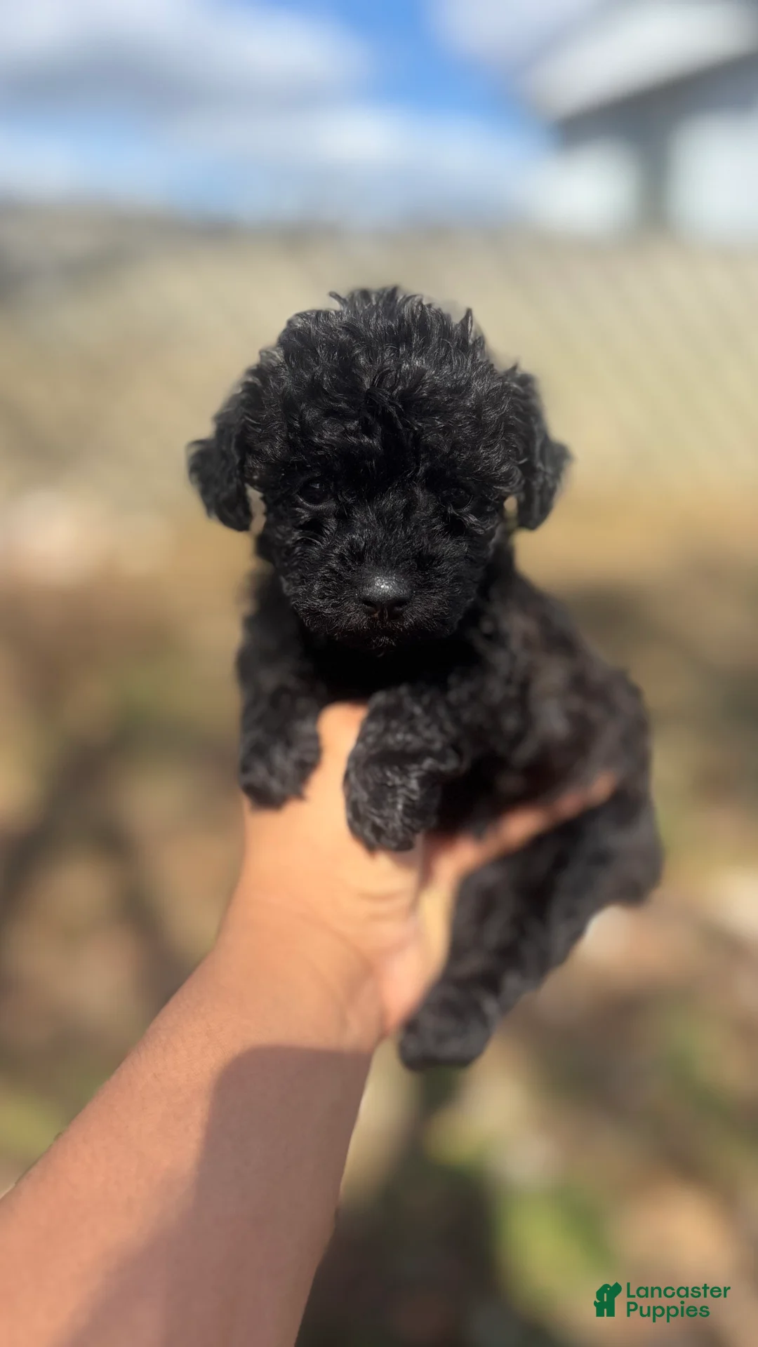 Toy Poodle dogs for sale: Lilac  - Ad 1