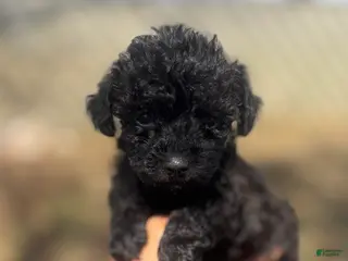 Toy Poodle dogs Lilac - Ad 22