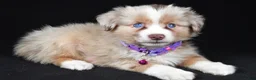 Miniature Australian Shepherd dogs for sale: Diana - Ad 4