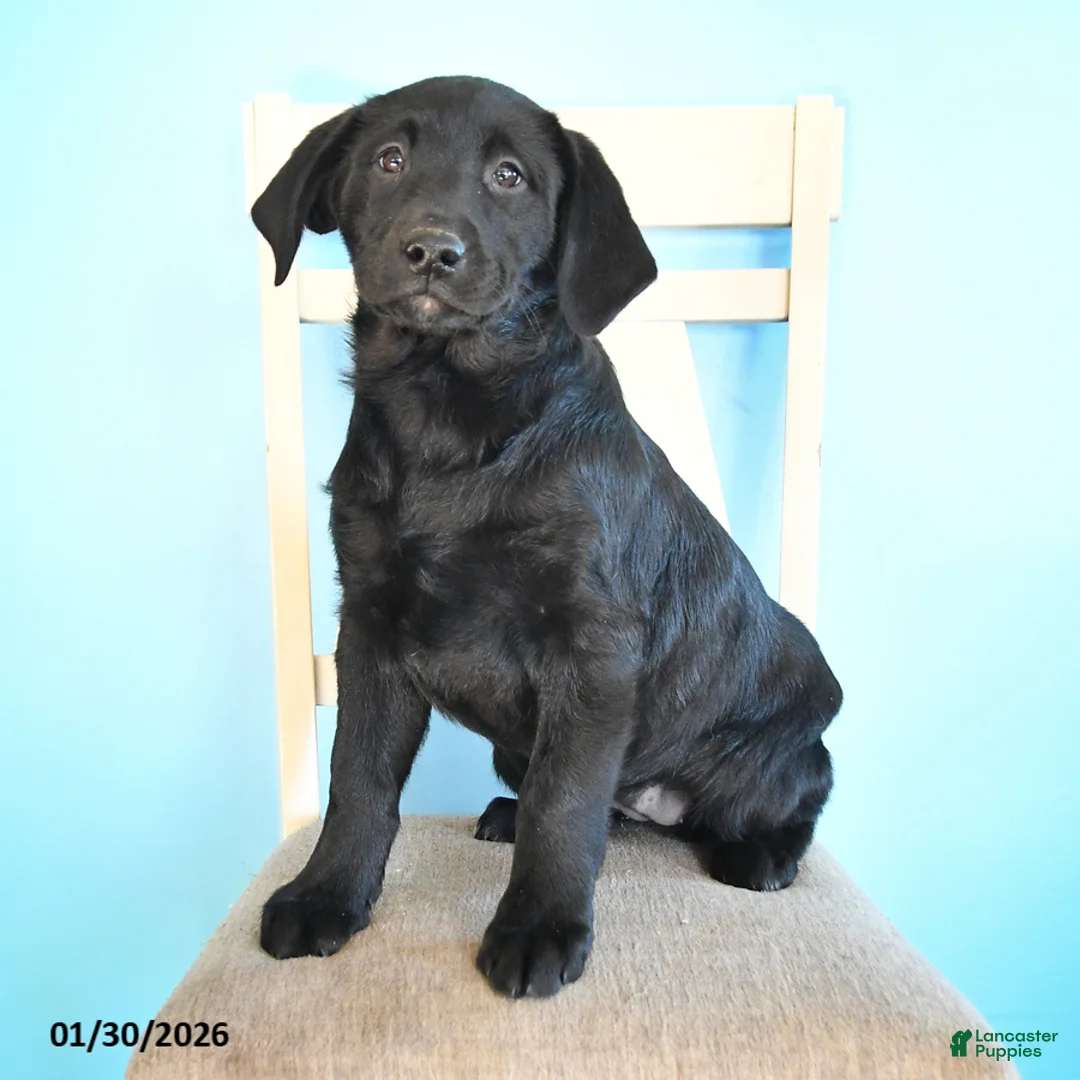 Labrador Retriever dogs for sale: Pudgy - Ad 1