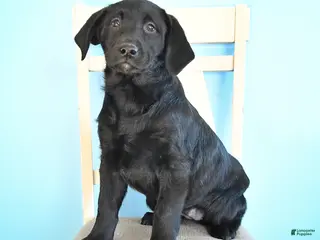 Labrador Retriever dogs Pudgy - Ad 22