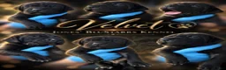 Cane Corso dogs for sale: Velvet - Ad 9