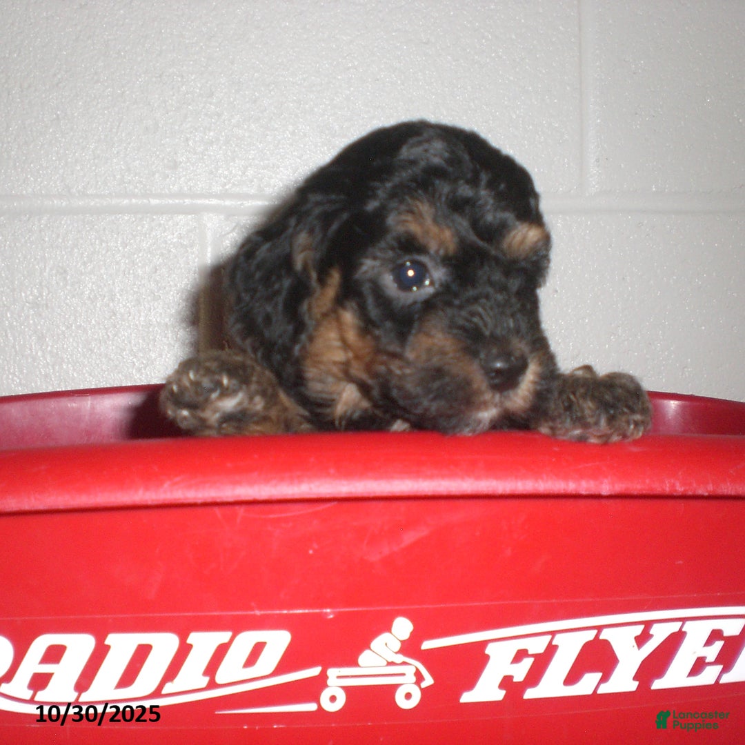 Yorkiepoo dogs for sale: Tyler - Ad 15