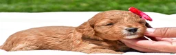 Mini Goldendoodle dogs for sale: Nova - Ad 3