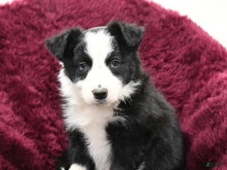 Border Collie dogs Douglas - Ad 21