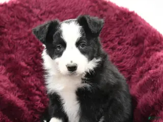 Border Collie dogs Douglas - Ad 31
