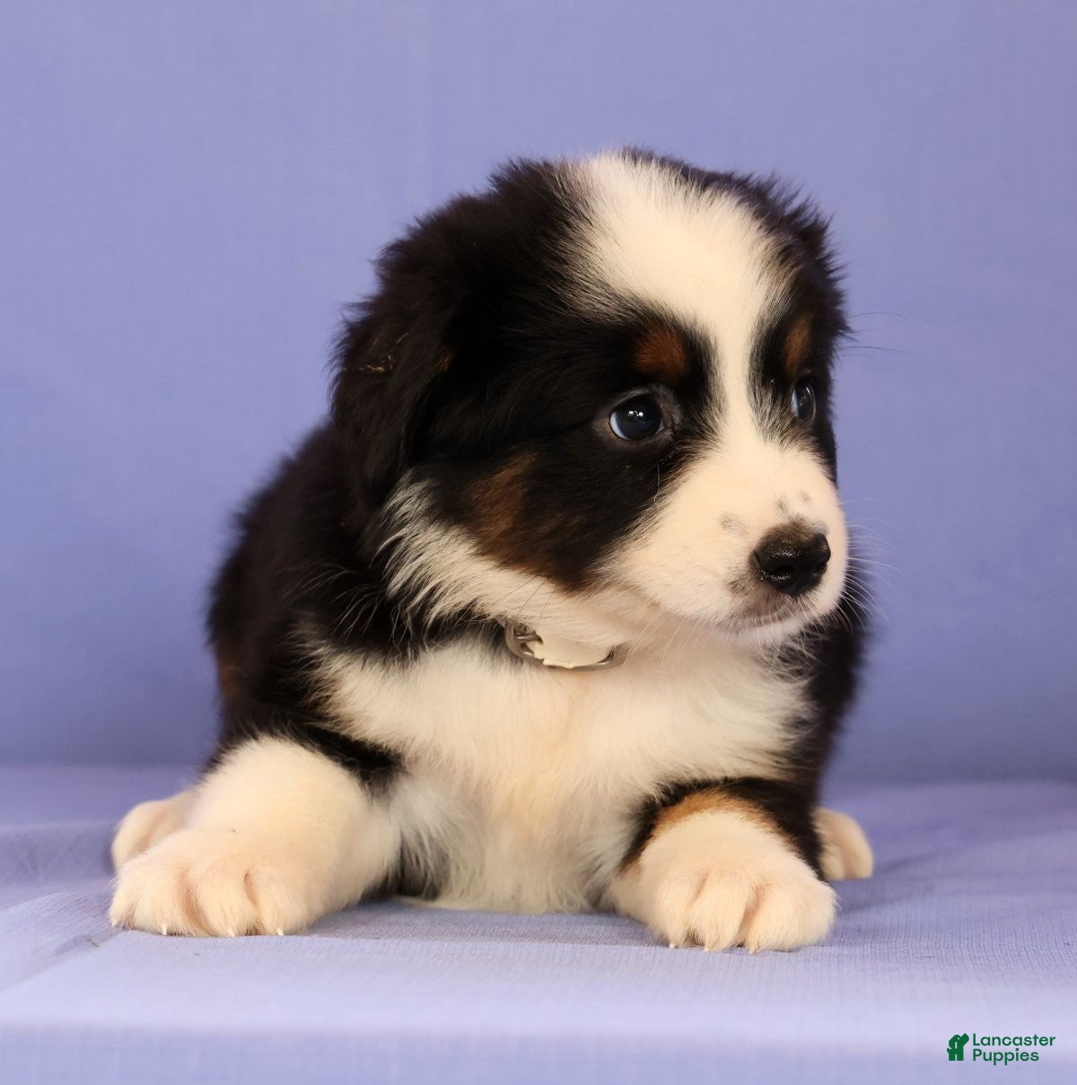 Miniature Australian Shepherd dogs Mandy - Ad 2