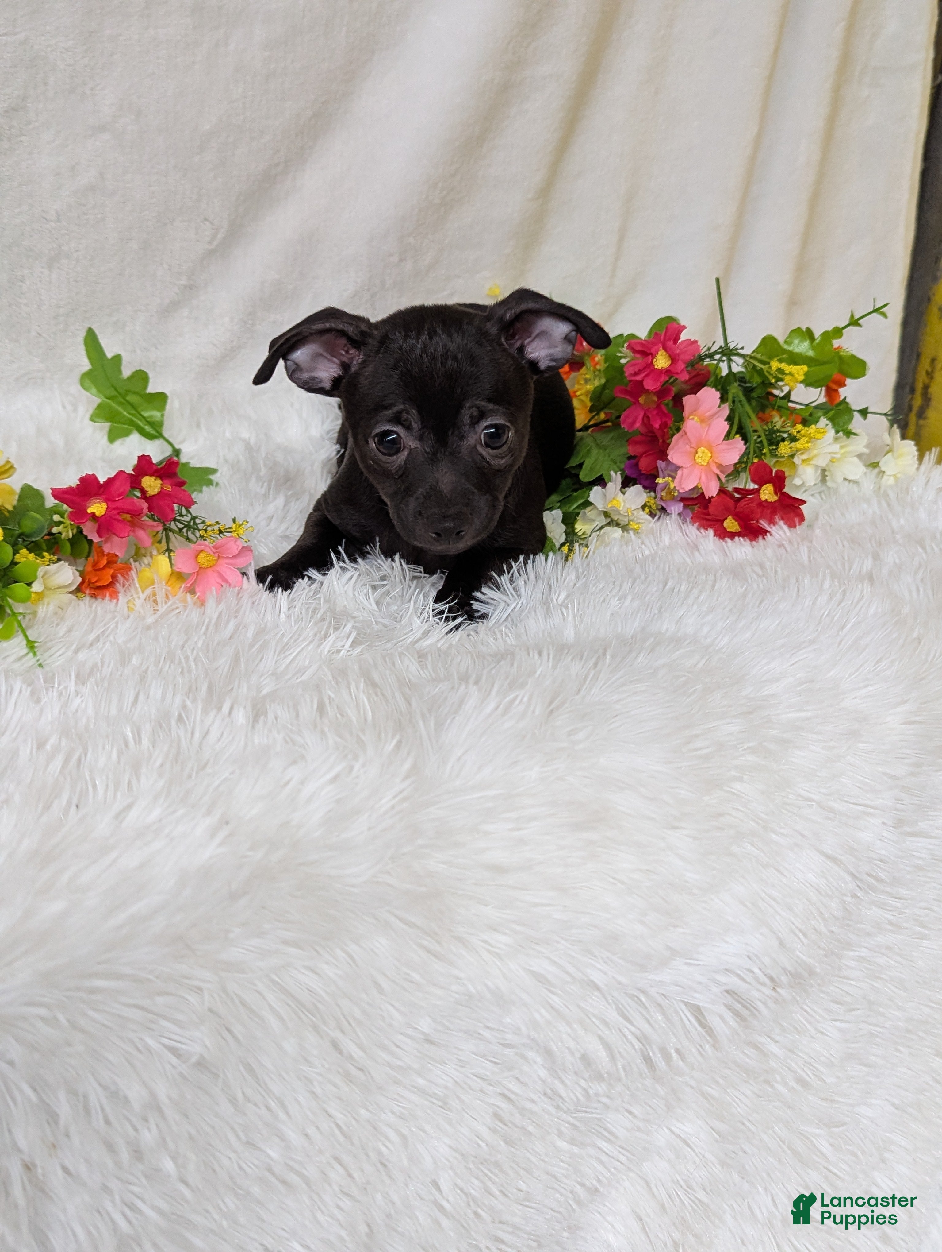 Chihuahua dogs Batman  - Ad 1
