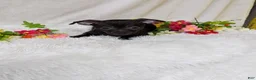 Chihuahua dogs for sale: Batman  - Ad 1