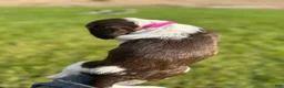 Mixed Breed dogs for sale: Mixed Breed 4 - Ad 2
