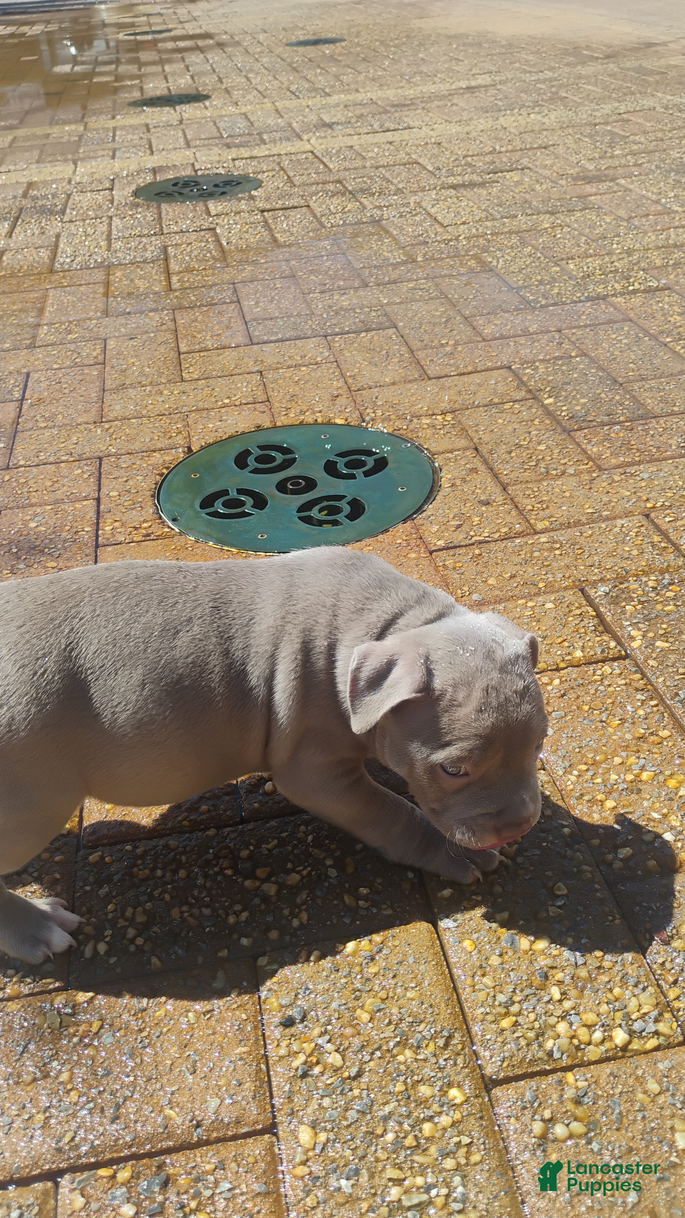 American Bully dogs American Bully 2 - Ad 13