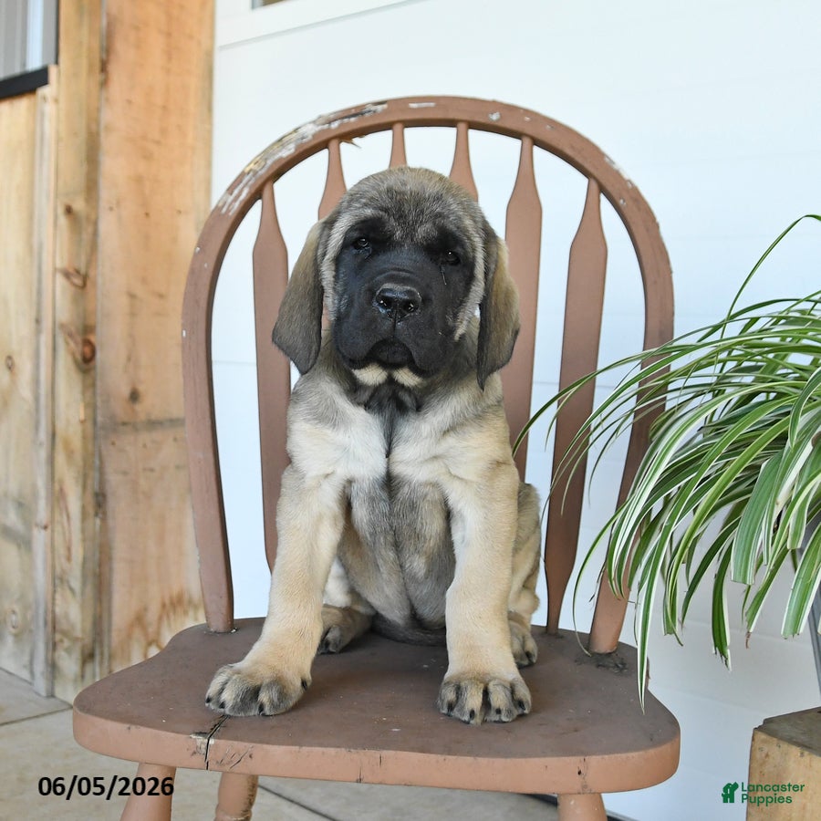 English Mastiff dogs Daisy - Ad 2