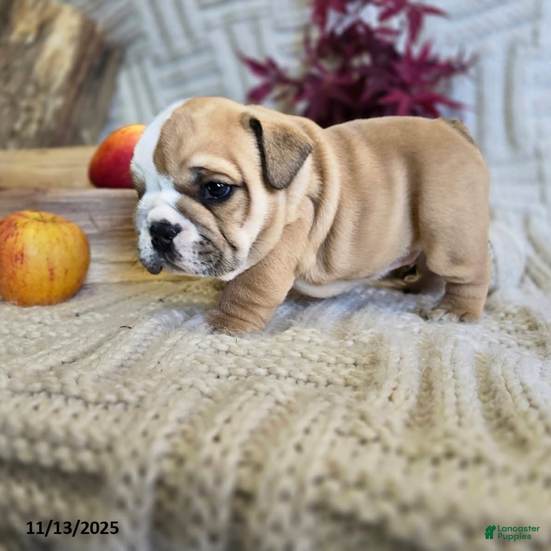 English Bulldog dogs for sale: Bear - Ad 14