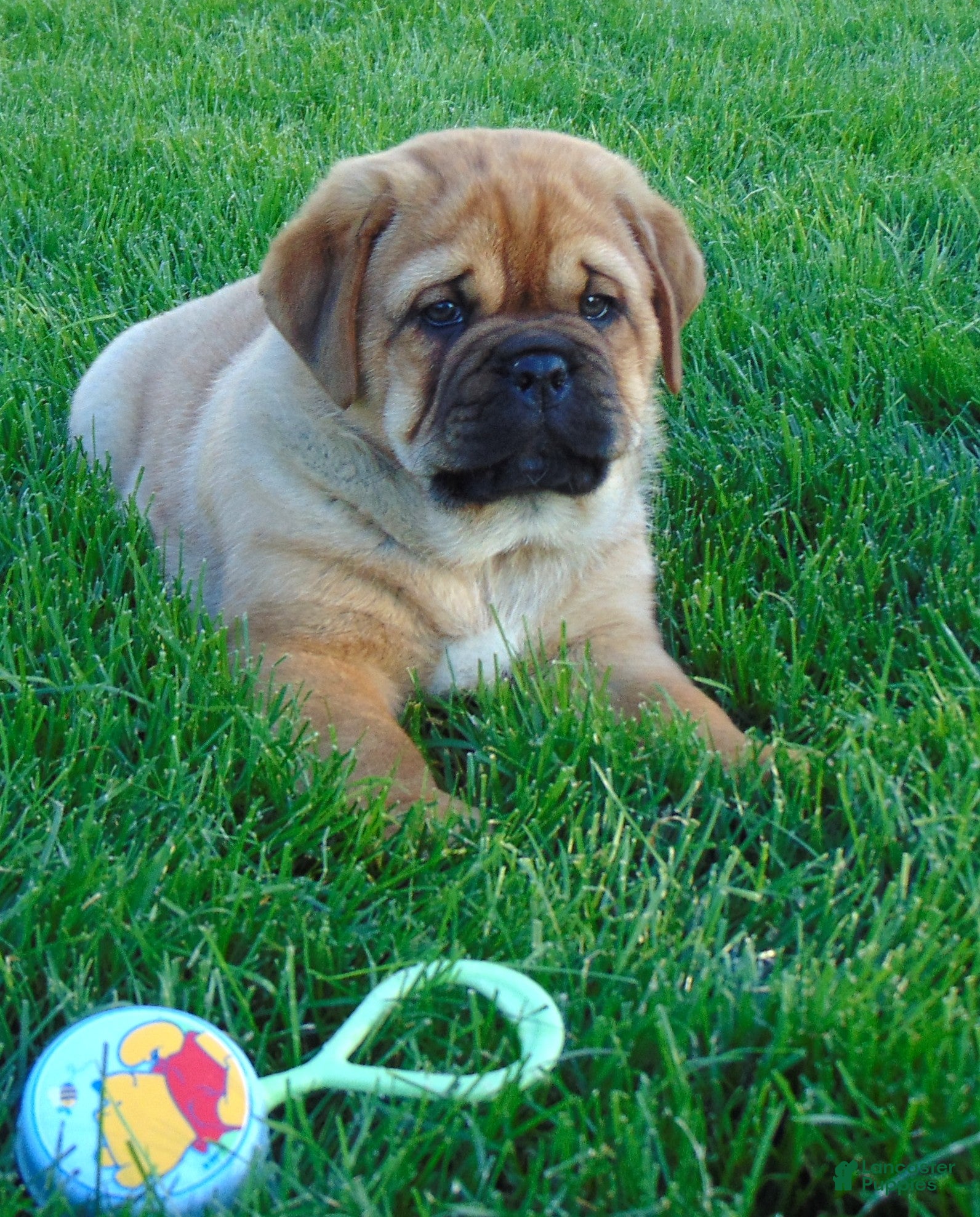 Mixed Breed dogs for sale: Sammy  - Ad 2