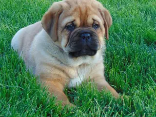 Mixed Breed dogs for sale: Sammy - Ad 2