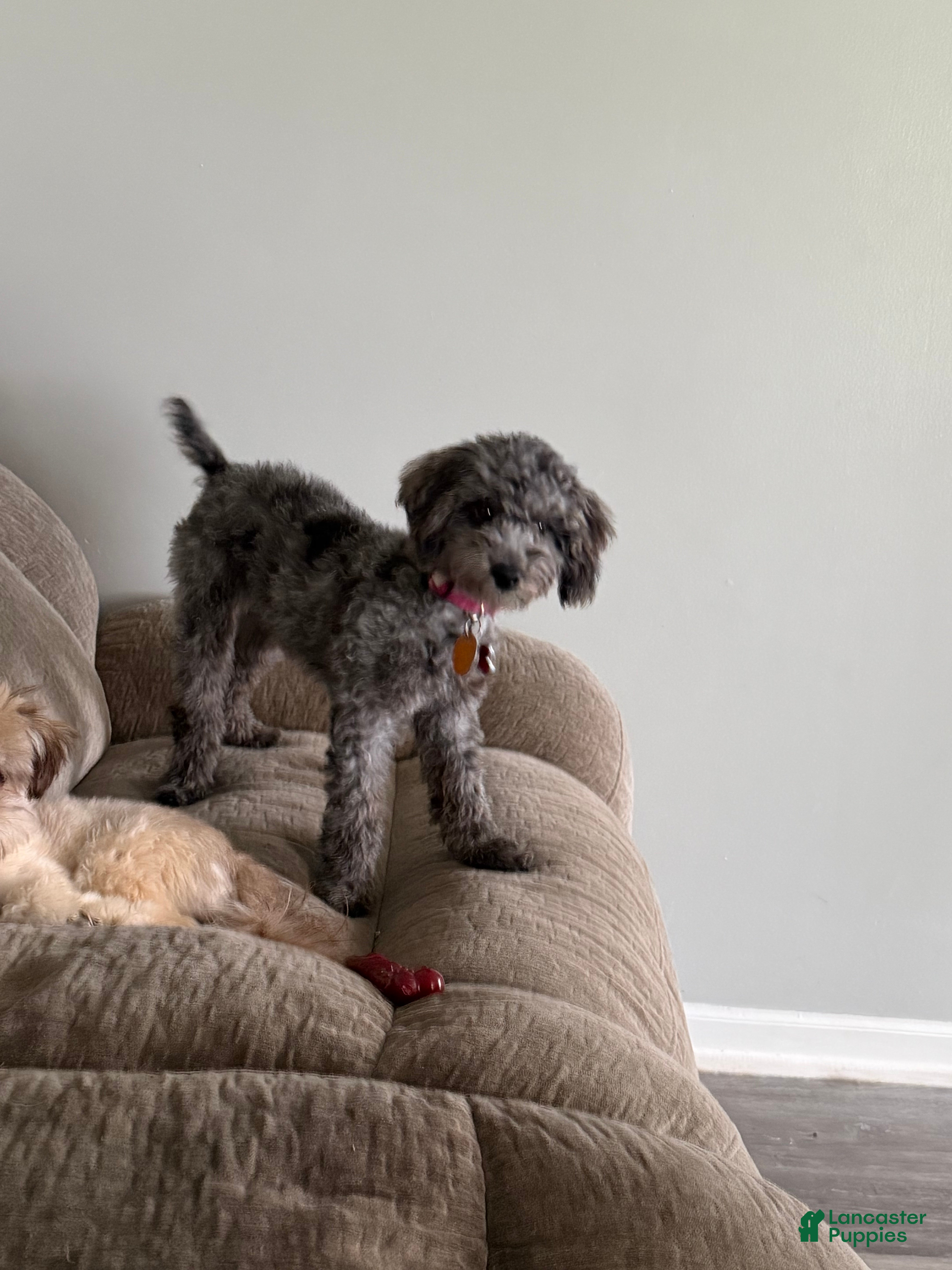 Miniature Poodle dogs Miniature Poodle 1 - Ad 1