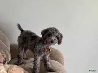 Miniature Poodle dogs Miniature Poodle 1 - Ad 1