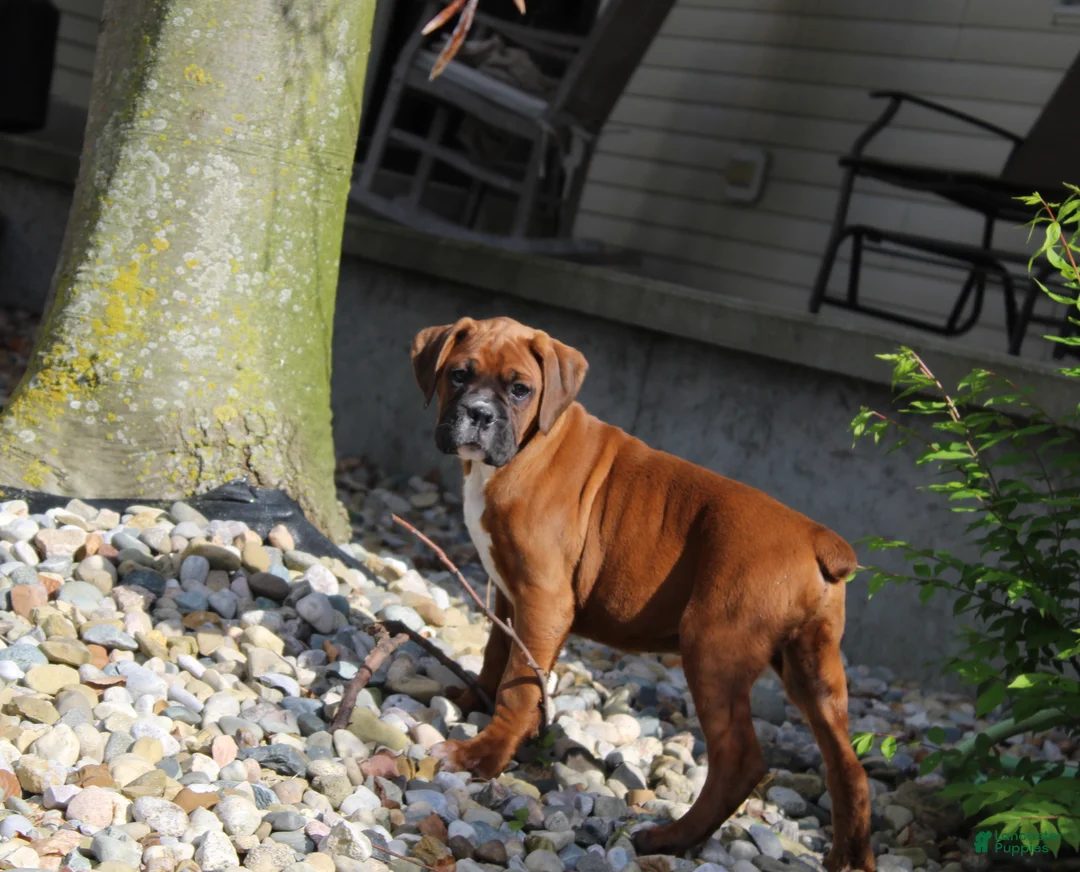 Boxer dogs for sale: Alex - Ad 2