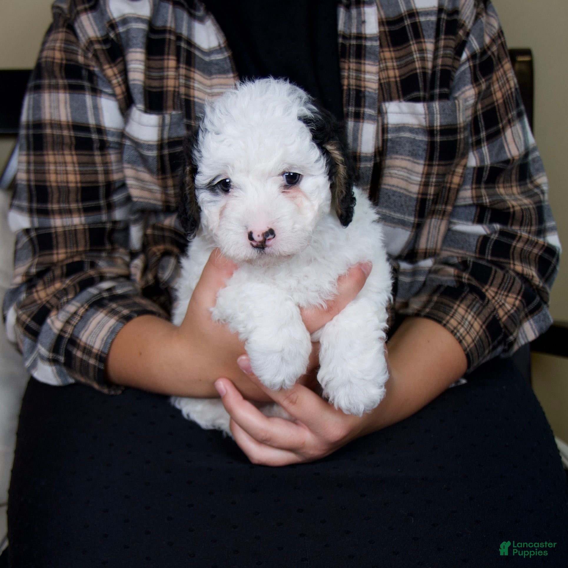 Mini Bernedoodle dogs Molly - Rare color! - Ad 2