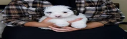 Mini Bernedoodle dogs for sale: Molly - Rare color! - Ad 2