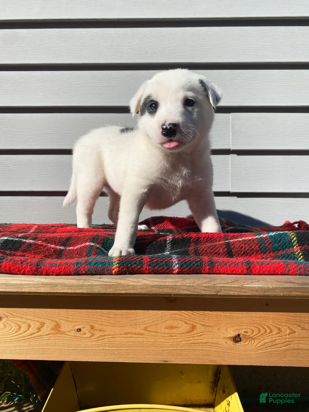 Mixed Breed dogs for sale: Minnie - Ad 8