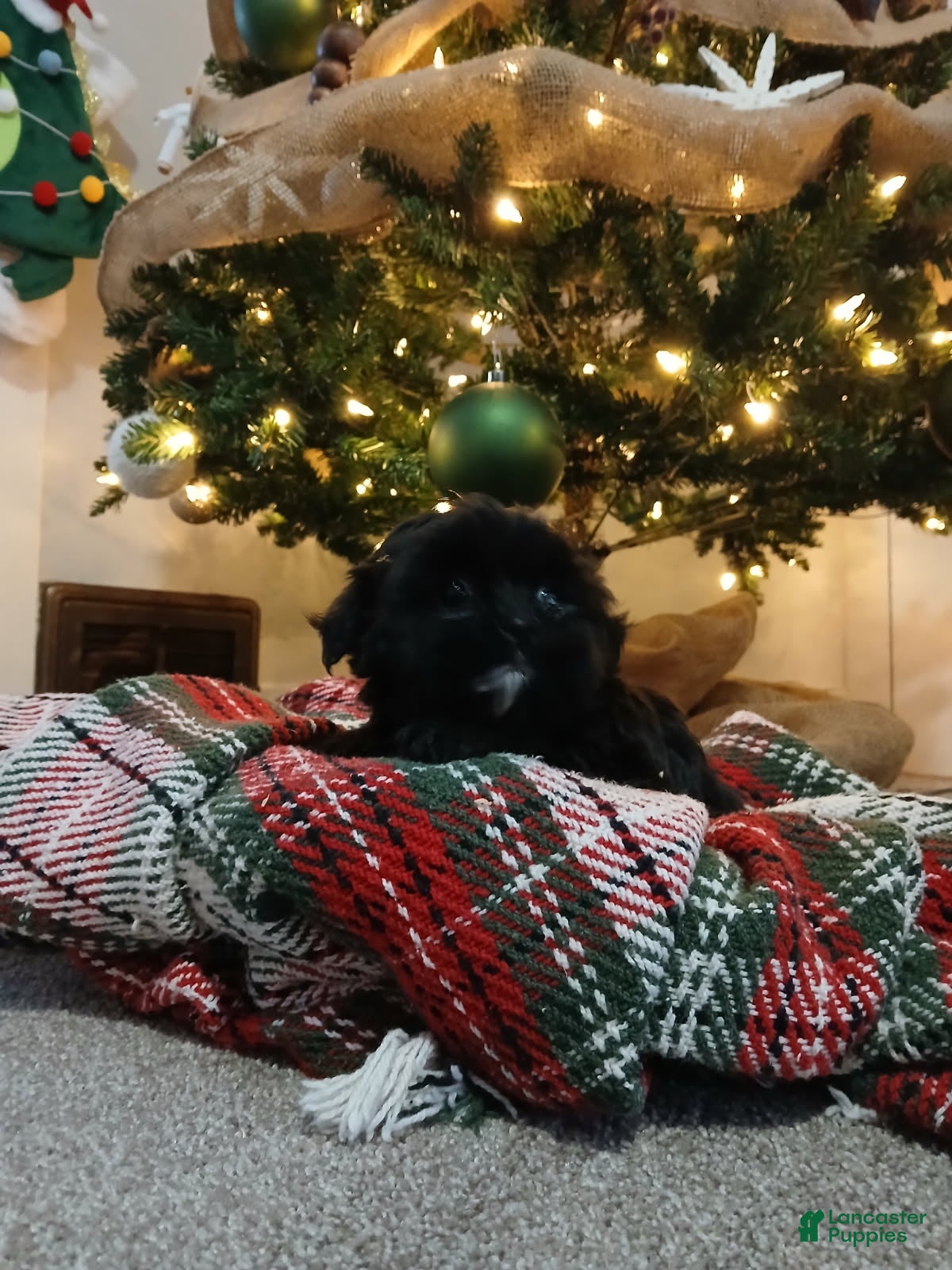 Shorkie dogs Stacy - Ad 2