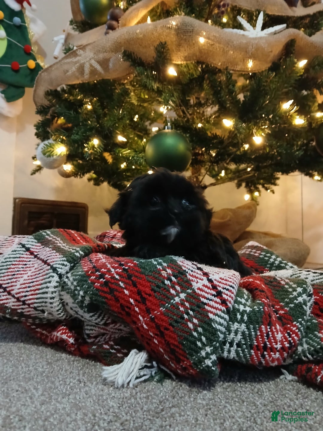 Shorkie dogs for sale: Stacy - Ad 1