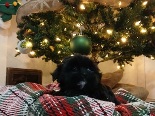 Shorkie dogs Stacy - Ad 24