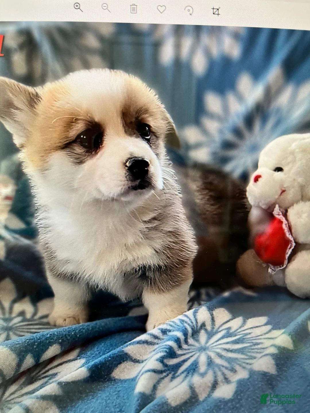 Gallery Image {{count}}