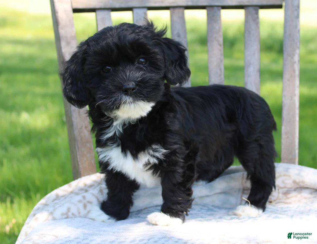 Havapoo dogs for sale: Tausha - Ad 1