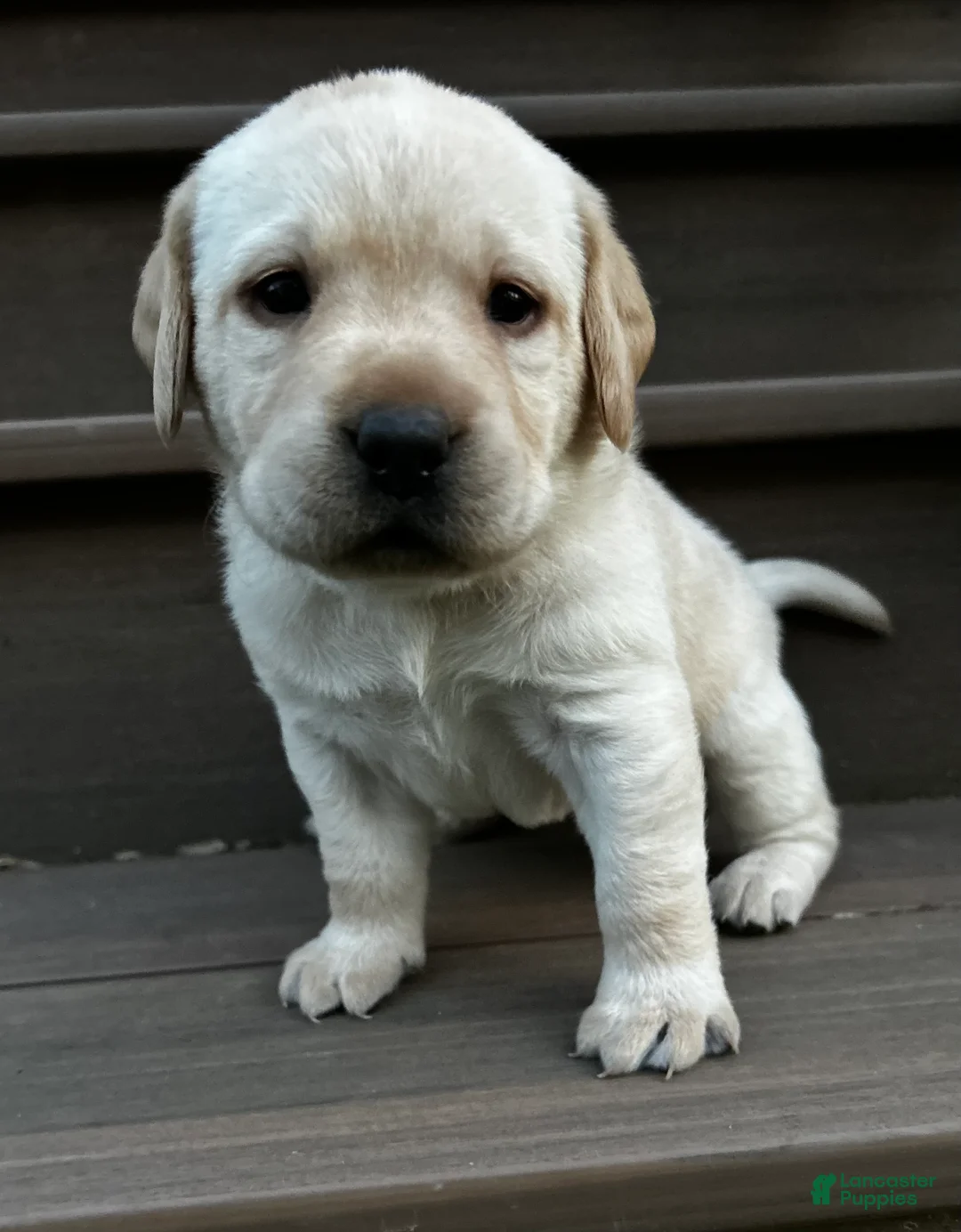 Labrador Retriever dogs for sale: Pepper - Ad 1