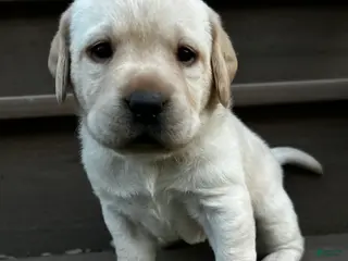 Labrador Retriever dogs for sale: Pepper - Ad 4