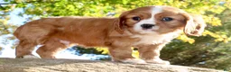 Cavalier King Charles Spaniel dogs for sale: Mario Male AKC Cavalier - Ad 4