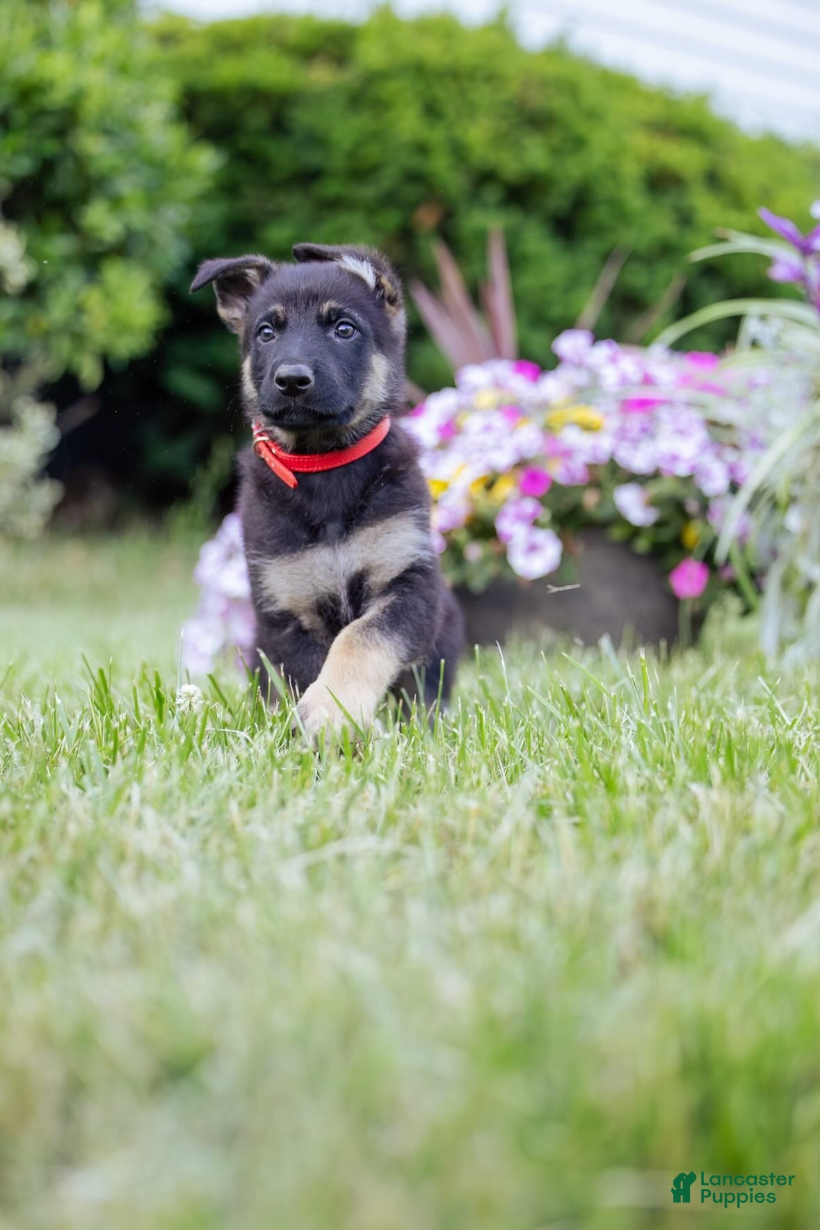German Shepherd dogs Mario - Ad 2