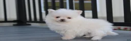 Pomeranian dogs for sale: Mochi - Ad 26