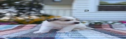 Great Pyrenees dogs for sale: Rita - Ad 5