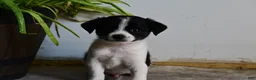 Mixed Breed dogs for sale: Rover - Ad 3