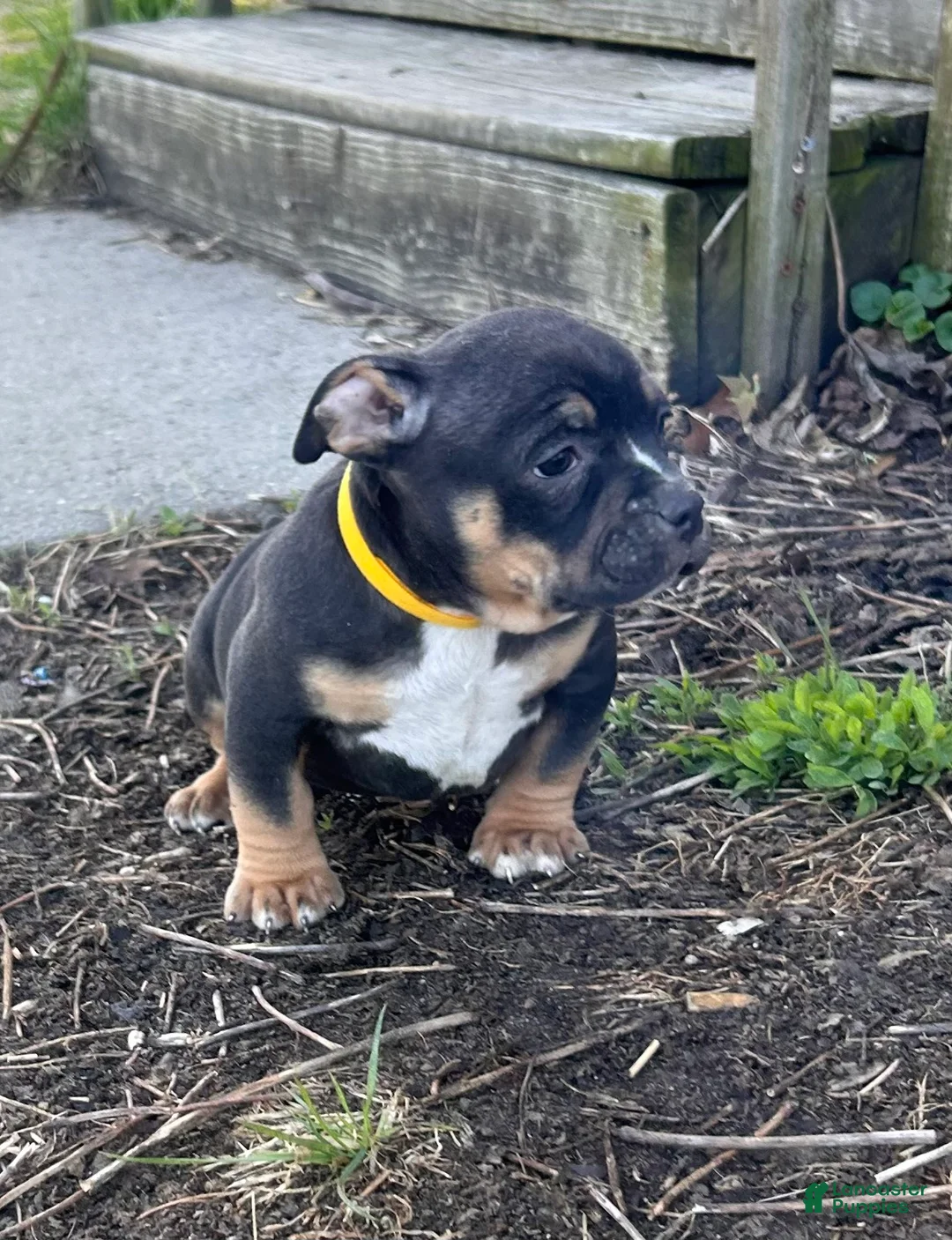 American Bully dogs for sale: Rampage - Ad 1