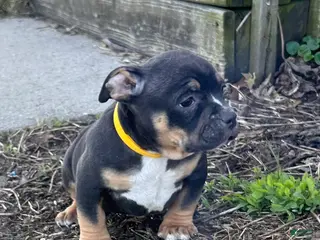 American Bully dogs for sale: Rampage - Ad 2