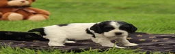 Cocker Spaniel dogs for sale: Willow - Ad 3