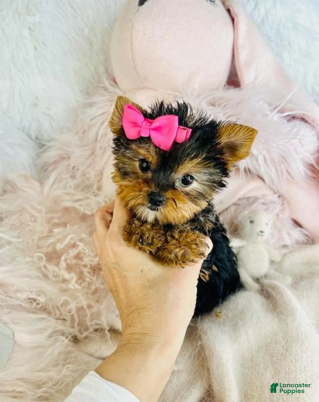 Yorkshire Terrier dogs for sale: Teacup Yorkshire Terrier 1 - Ad 4