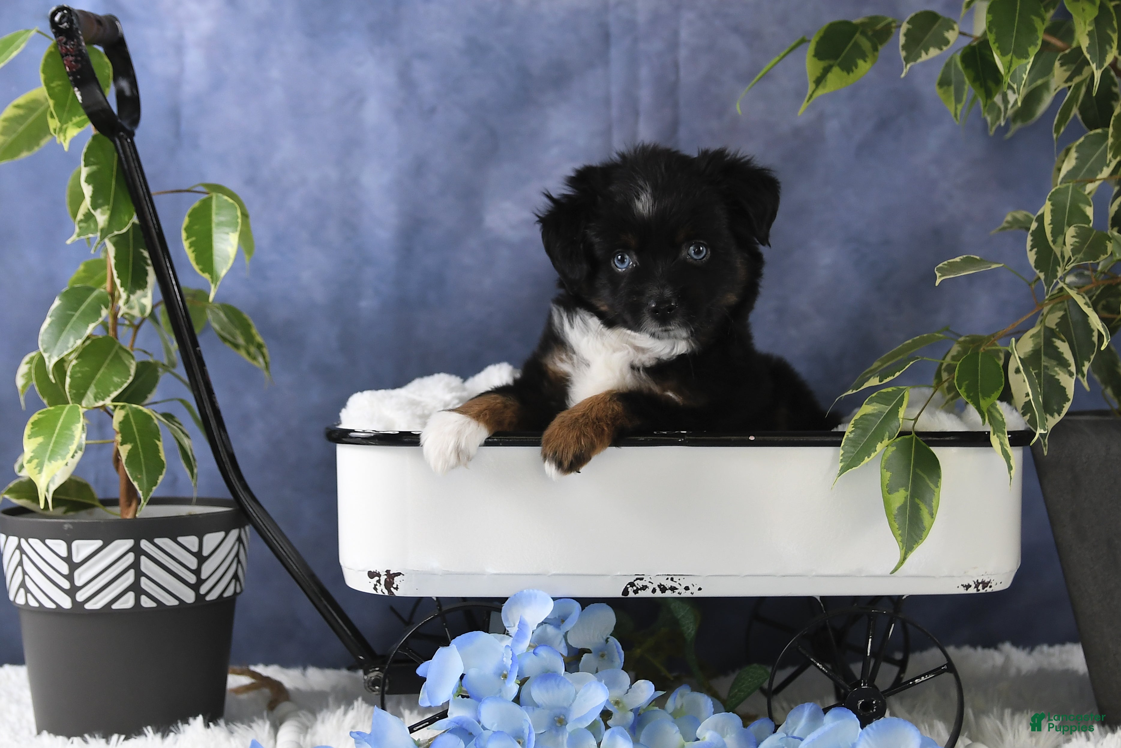 Toy Australian Shepherd dogs Banjo - Ad 29