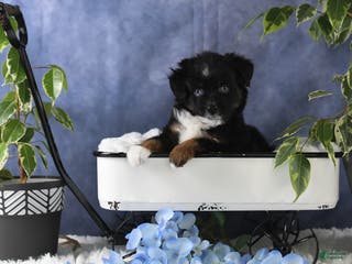 Toy Australian Shepherd dogs Banjo - Ad 3