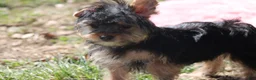 Yorkshire Terrier dogs for sale: Anna - Ad 4